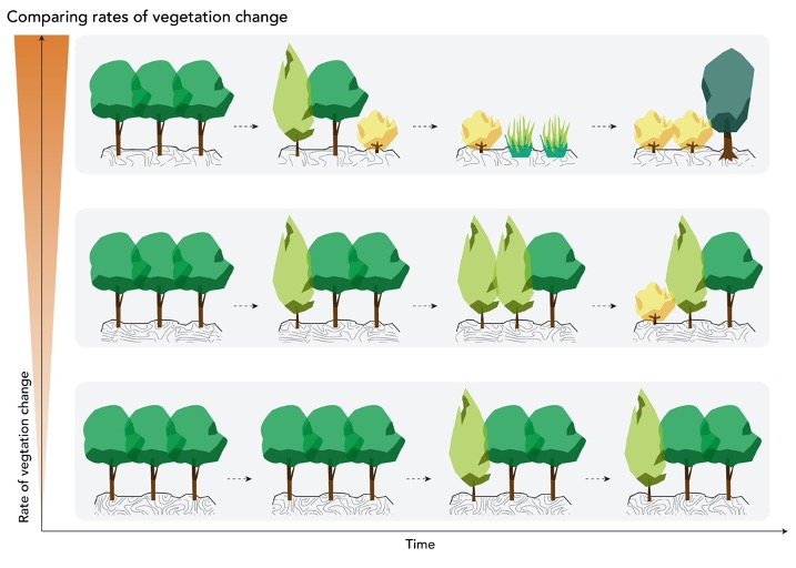 FIGURE. Comparing rates of vegetation change. In biodiversity science, a key question is understanding how quickly ecosystems change over time. Ecosystems that undergo large changes in species composition in a very short time will have high rates of change. Artwork by Milan Teunissen van Manen (@MilanTvM).