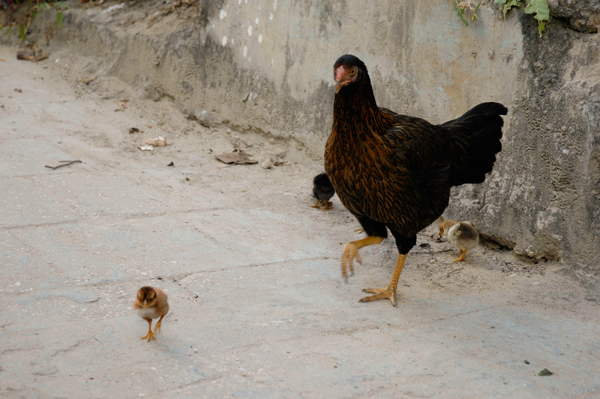 Chicken and hen