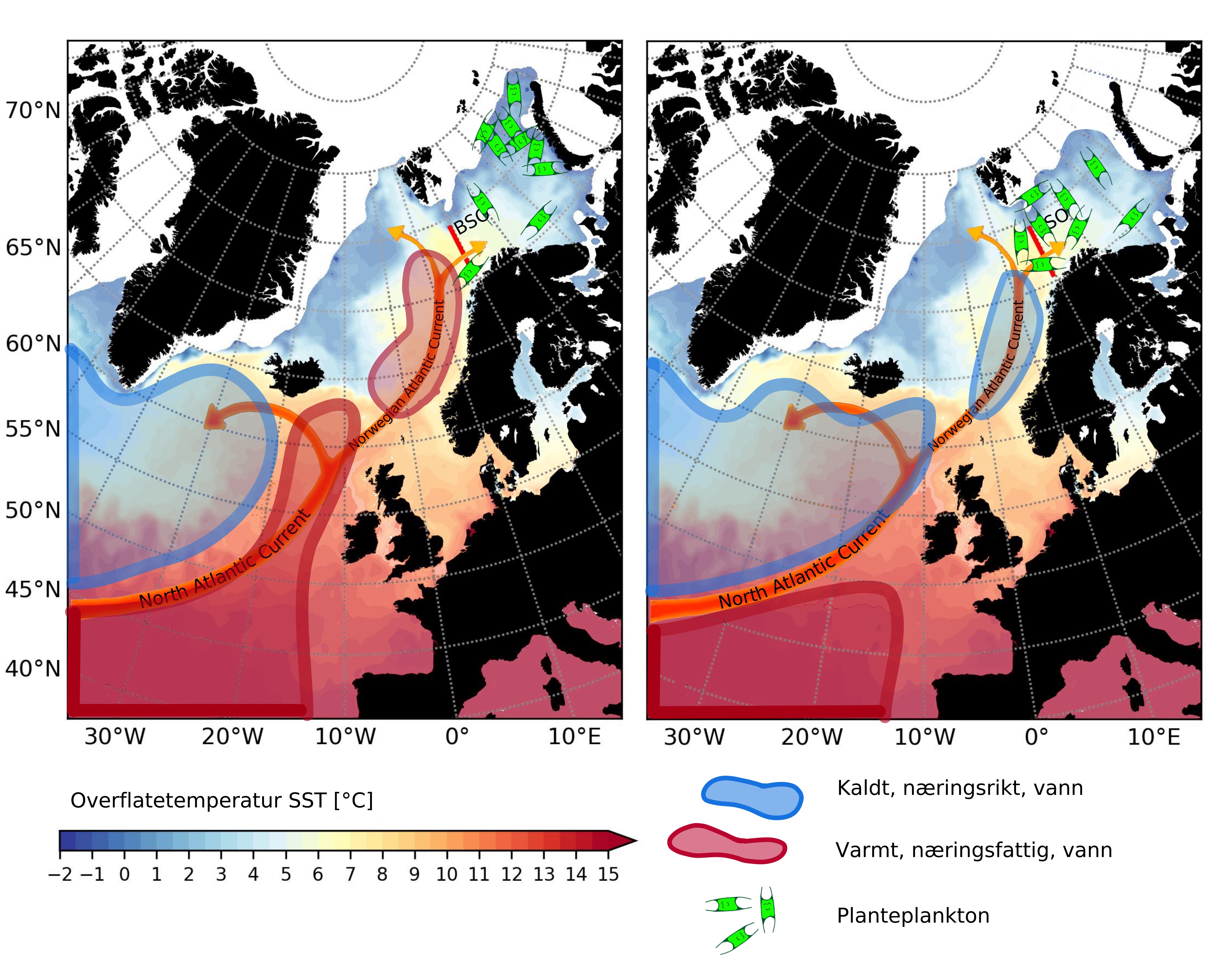 To kart over Barentshavet, som viser varm innstrømming fra Nord-Atlanterhavet, og en prediksjon av hvor planteplankton vil befinne seg i fremtiden – basert på hvor sterke havstrømmene er i årene som kommer. Figur av Filippa Fransner.