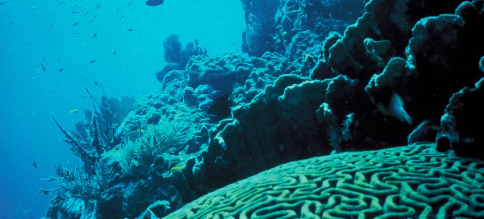 Coral Reef. Foto: USFWS/ Jerry Reid, Wikimedia Creative Commons 
